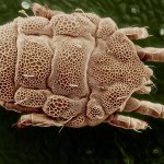 Acariform mite