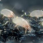 dust mite allergy