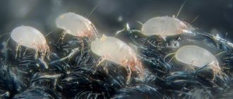 dust mite allergy