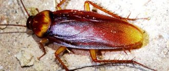 American cockroach