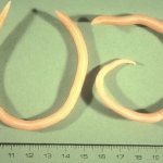 Roundworms