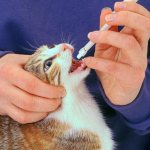 Roundworms in cats