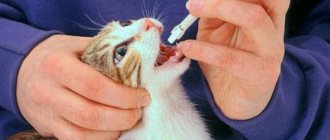 Roundworms in cats