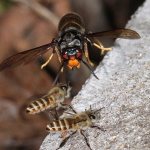 Asian hornet