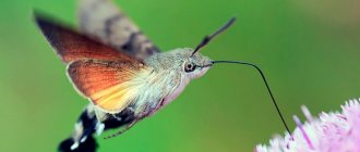 Hawkmoth butterfly - an insect similar to a hummingbird, photo and video