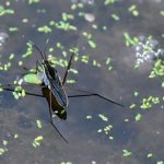 A water strider bug running on the water: a miracle of nature, what it eats, how it bites, what it does in the pool, what it looks like, close-up photo 03