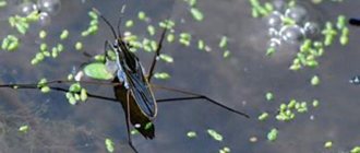 A water strider bug running on the water: a miracle of nature, what it eats, how it bites, what it does in the pool, what it looks like, close-up photo 03