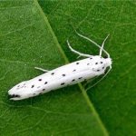 White leaf miner