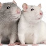 rabies in rats