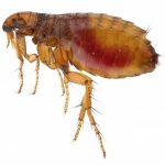 Fleas in humans - folk and chemical means of control