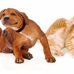 fleas on cats and dogs