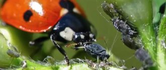 Ladybug and aphid