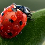 Ladybug