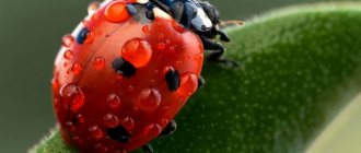 Ladybug