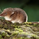 Common shrew (pictured)