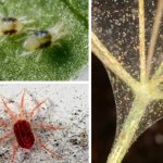 How to treat a greenhouse against spider mites in the fall