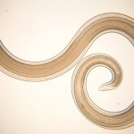 Why are roundworm eggs dangerous?