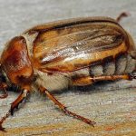 What is the difference between the May beetle and the June beetle?