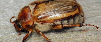 What is the difference between the May beetle and the June beetle?