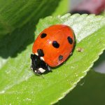 Black ladybug with red dots