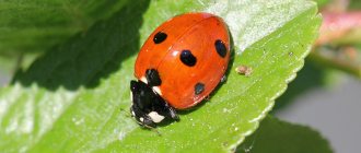 Black ladybug with red dots