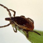 Black tick on a blade of grass