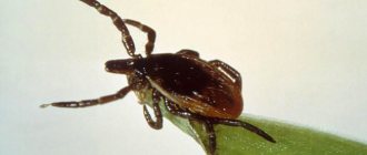 Black tick on a blade of grass