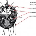 Scabies mite in humans. Photos, symptoms, treatment at home 