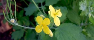 Celandine