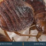 effect of powder on bedbugs