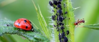 action of aphids