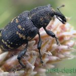 Weevil