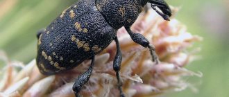 Weevil