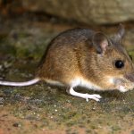 House mouse