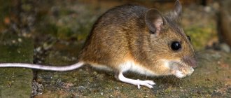 House mouse