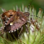 Wood bugs in an apartment - how to get rid of wood bugs