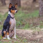 Encephalitis in dogs: symptoms and treatment, how it manifests itself, medicine, how to determine