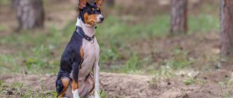 Encephalitis in dogs: symptoms and treatment, how it manifests itself, medicine, how to determine