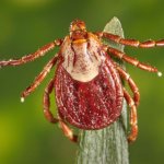 Are there ticks in August and are they dangerous?