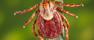 Are there ticks in August and are they dangerous?
