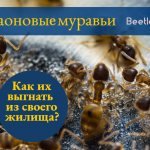 Фараоновые муравьи