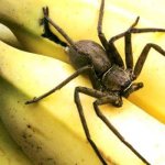 Photo: Banana spider