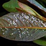 Whitefly photo