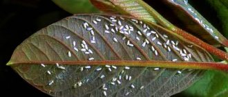 Whitefly photo