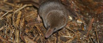 Photo: Shrew