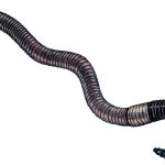 фото черных червей