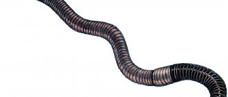 photo of black worms