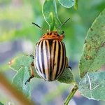 Photo: Colorado potato beetle