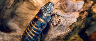 Photo: Madagascar cockroach