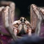 Photo: Tarantula spider